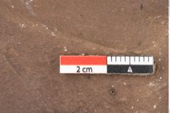 Foto (Detailansicht) von Myrica lignitum Unger (NHMW-GEO-2024-0188-0684)